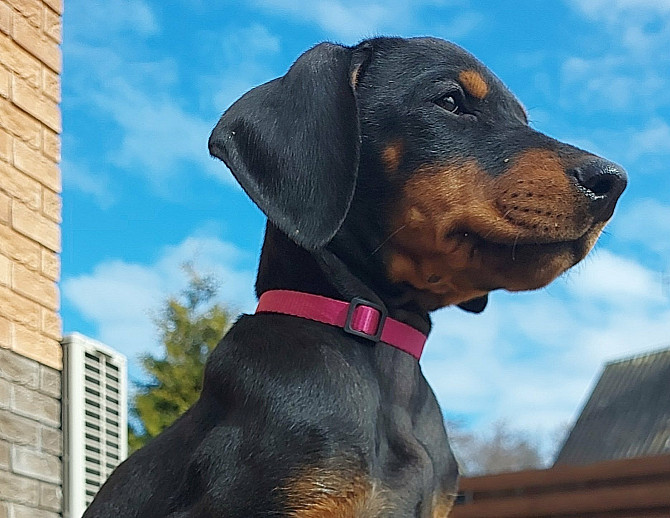 Dobermaņa kucēni ar ciltsrakstiem. Meklējam mīlošas un atbildīgas mājas. Dobermaņa kucēni, ... Valka - foto 3