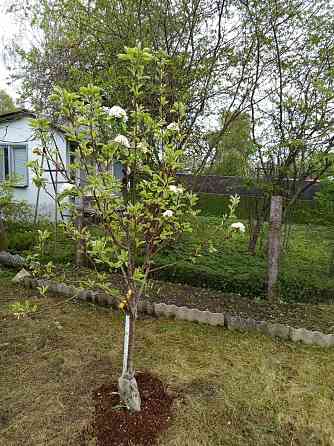 Передам право аренды на огород и продам всё, что имеется на участке: деревянный домик с террасой... Rīga