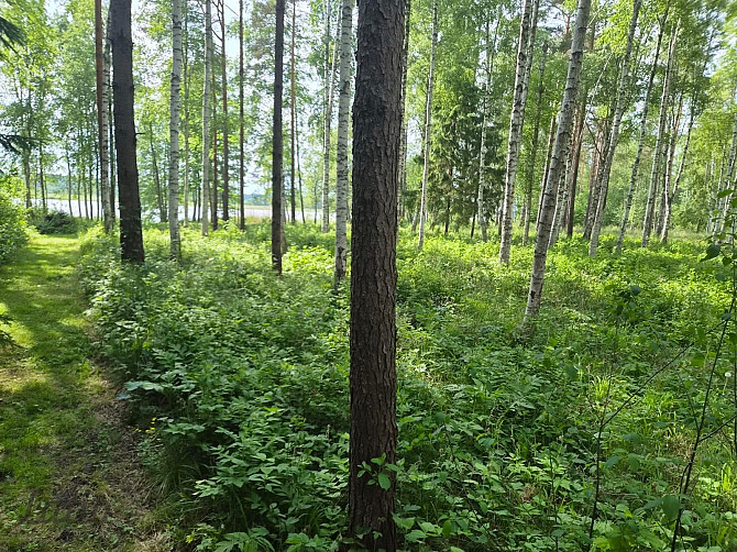 Pārdod skaistu, ainavisku zemes vienību Talsu novadā, Ārlavas pagastā ar skanīgu nosaukumu Talsi un novads - foto 1