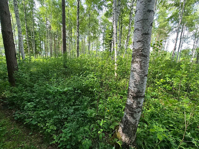 Pārdod skaistu, ainavisku zemes vienību Talsu novadā, Ārlavas pagastā ar skanīgu nosaukumu Talsi un novads - foto 5