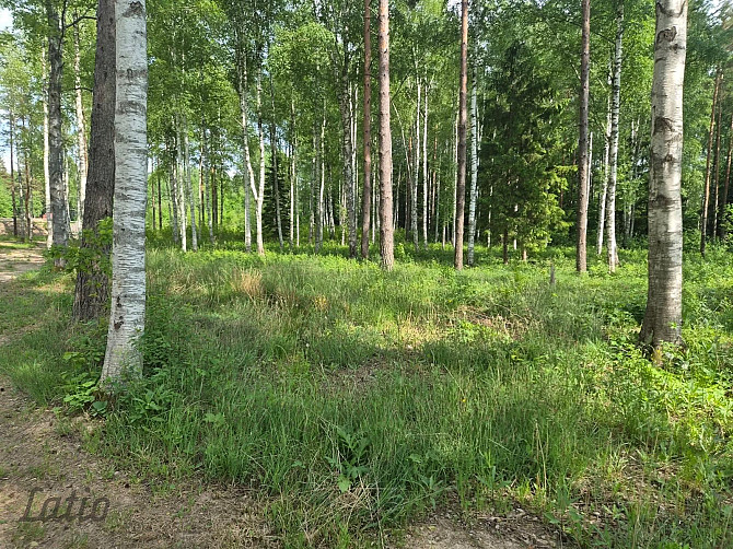 Pārdod skaistu, ainavisku zemes vienību Talsu novadā, Ārlavas pagastā ar skanīgu nosaukumu Talsi un novads - foto 2