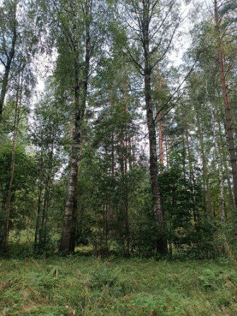 Pārdod apbūves zemi Garkalnes pagasta Sunīšos Ezerkrasta ciematā, kas atrodas Sunīšu ezera Rīgas rajons - foto 9