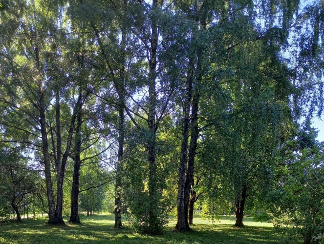 Zemes gabals zaļā un klusā vietā Bieriņos - netālu no Astras un Plēsuma ielu stūra. Apkārtnē privātm Рига - изображение 4