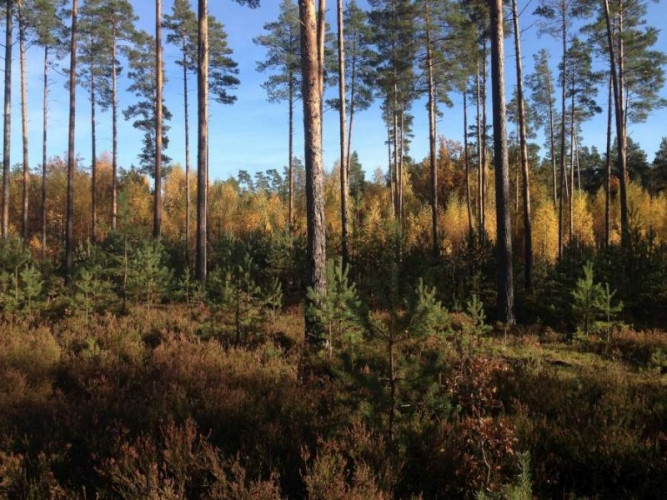 Tiek pārdots zemes gabals privātmājas, vairāku privātmāju, ciemata vai viesnīcas Ādažu novads - foto 4