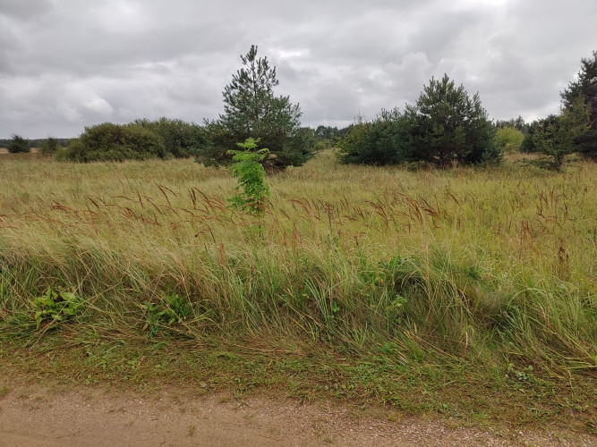 Land located 200 metres from the Baltic Sea.  A rectangular, flat meadow, partially overgrown with s Лиепая - изображение 3