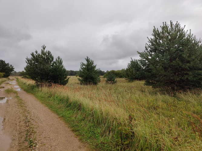 Land located 200 metres from the Baltic Sea.  A rectangular, flat meadow, partially overgrown with s Лиепая - изображение 2