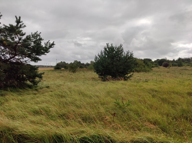 Land located 200 metres from the Baltic Sea.  A rectangular, flat meadow, partially overgrown with s Лиепая - изображение 4